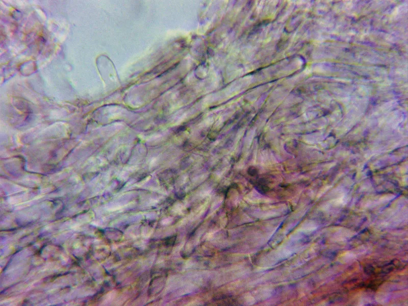 Clavicorona taxophila 10 - Hifas contexto